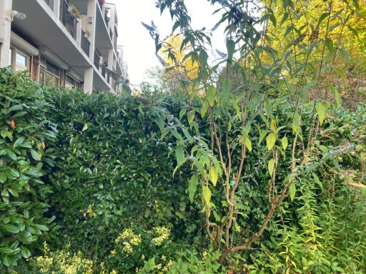 Dichte groene haag met enkele takken en bladeren, op de achtergrond een gebouw.