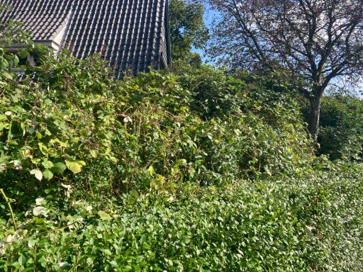 Groene struiken en bomen bij een huis onder een blauwe lucht.