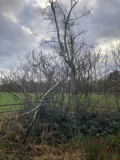 Een kromme boom staat tussen kale takken en groen gras.