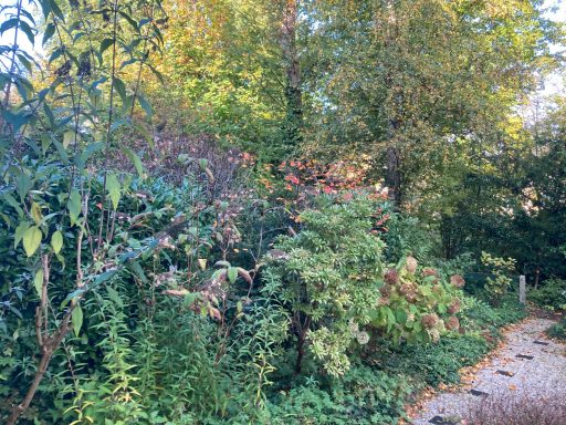 Groene tuin met bomen, struiken en kleurrijke bladeren in een zonnige omgeving.