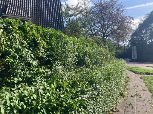 Groene heg met bomen op de achtergrond en een blauwe lucht met enkele wolken.