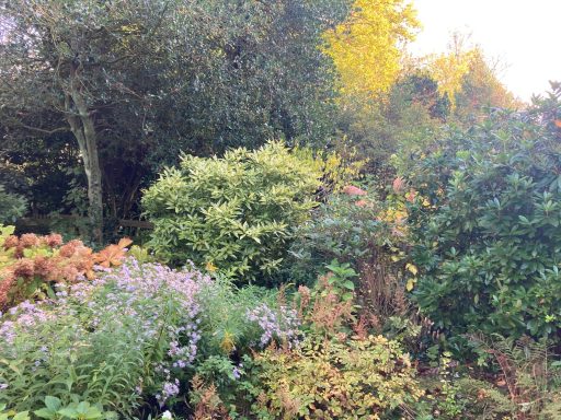 Tuin met diverse planten en bloemen, omringd door groene struiken en bomen.