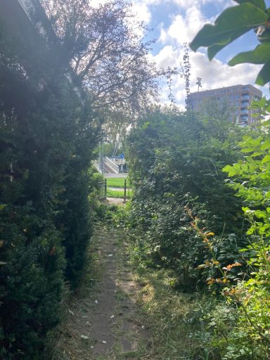 Smal pad omringd door bomen en struiken, met een gebouwen in de achtergrond.