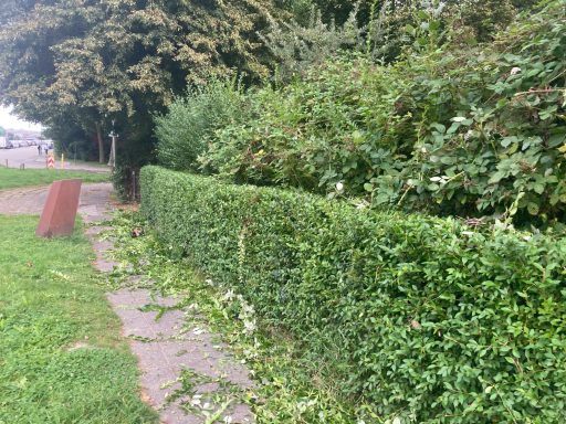 Groene hagen langs een pad, met bladeren op de grond en bomen op de achtergrond.